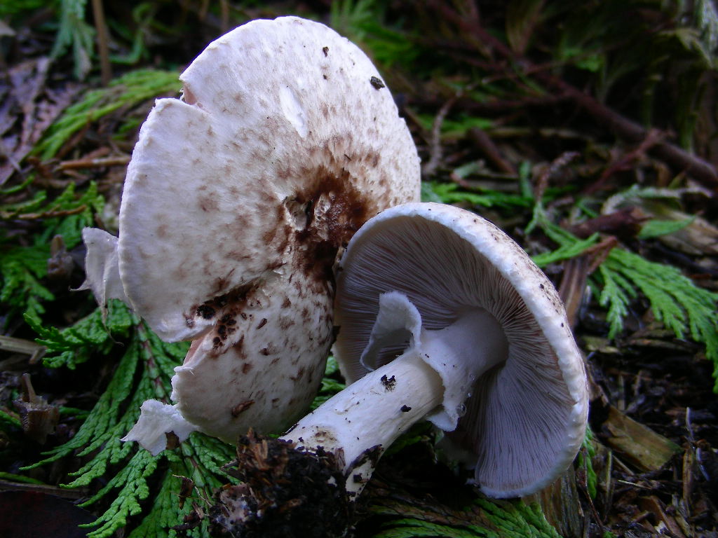 Agaricus impudicus